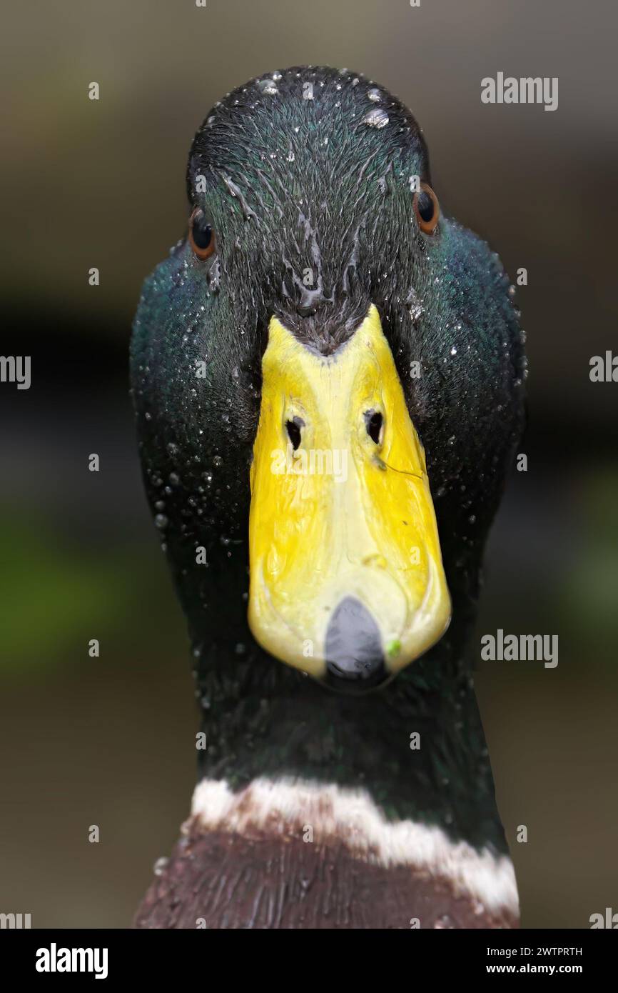 A closeup shot of a male mallard duck's head in rain, gazing ahead Stock Photo