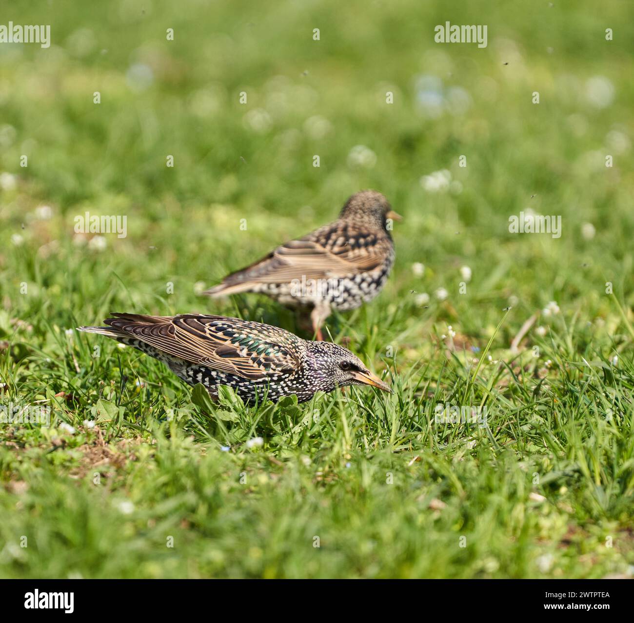 Starling bird (Sturnus vulgaris) foraging in the grass, trying to catch little spring flies and other insects Stock Photo