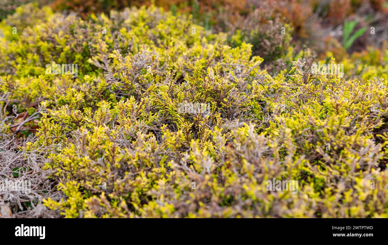 A macro photograph captures the intricate details and vivid colors of heather plants from the Ericaceae family Stock Photo