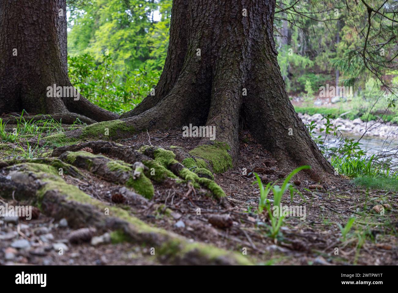 Intricate tree roots hi-res stock photography and images - Alamy