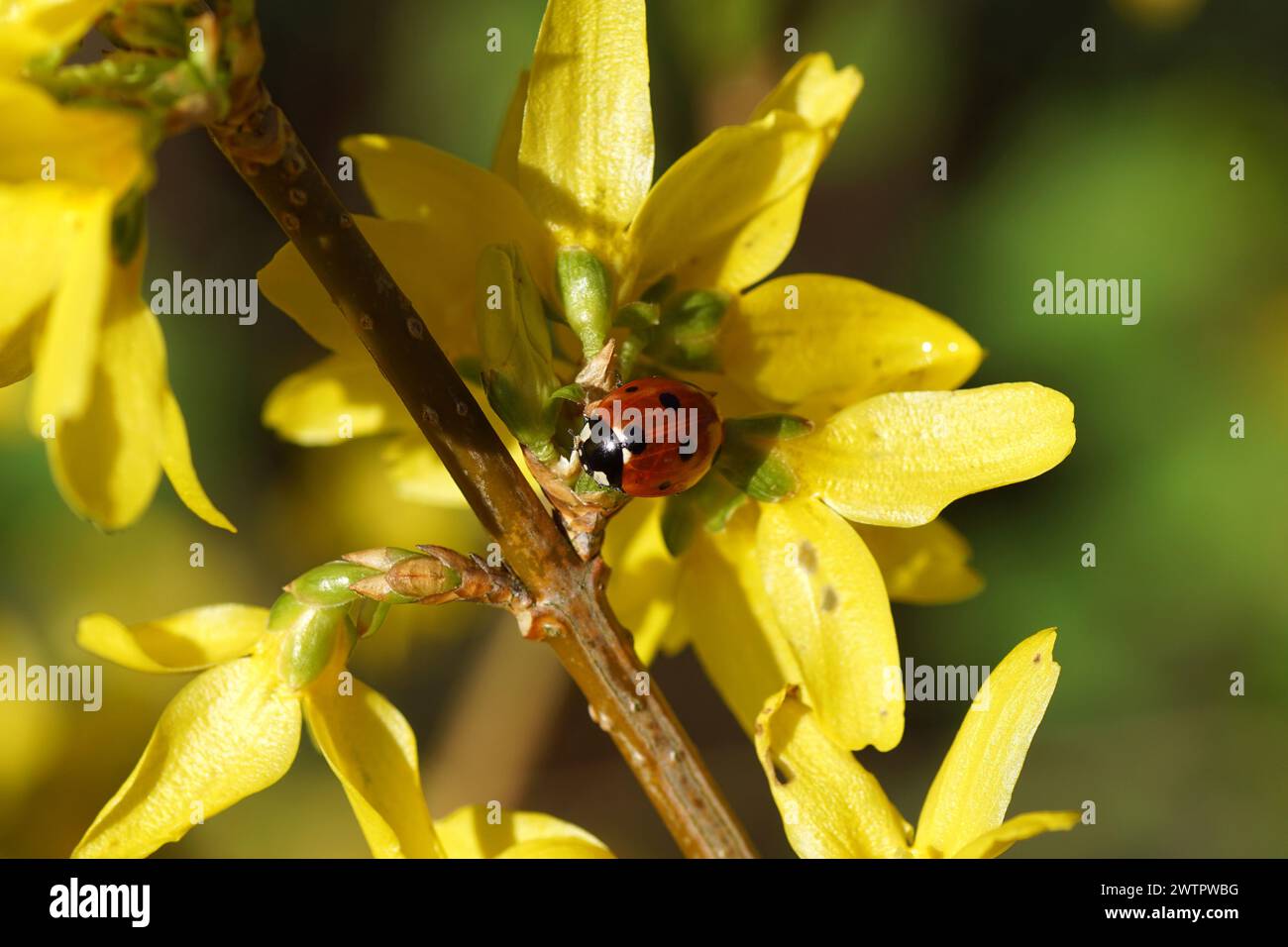 Seven-spot ladybird (Coccinella septempunctata) on yellow Easter tree or Forsythia flowers. Spring, March, Netherlands Stock Photo