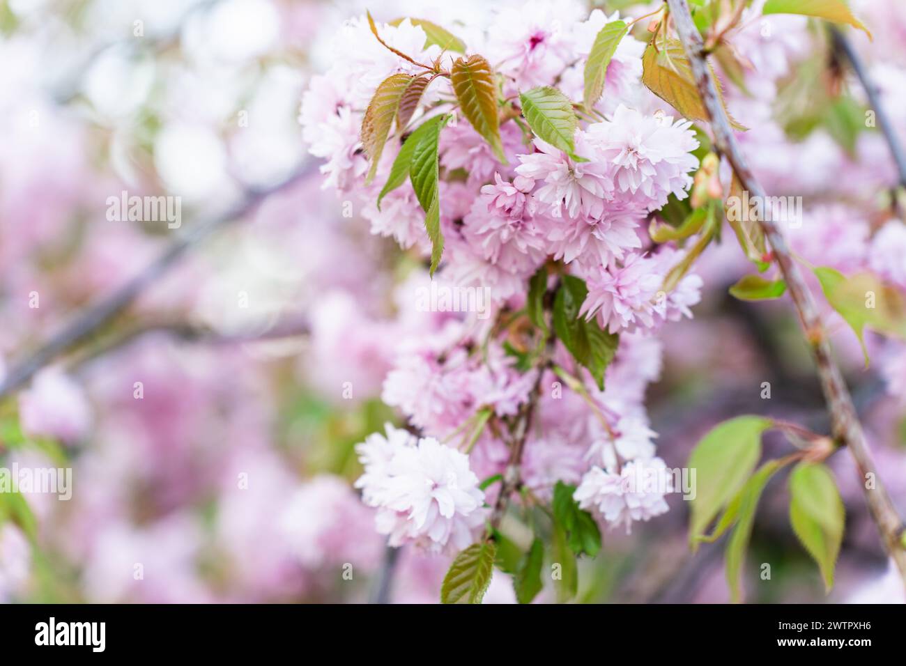 Natural garland of pink prunus serrulata kanzan blossoming flowers on tree in spring park in April Stock Photo