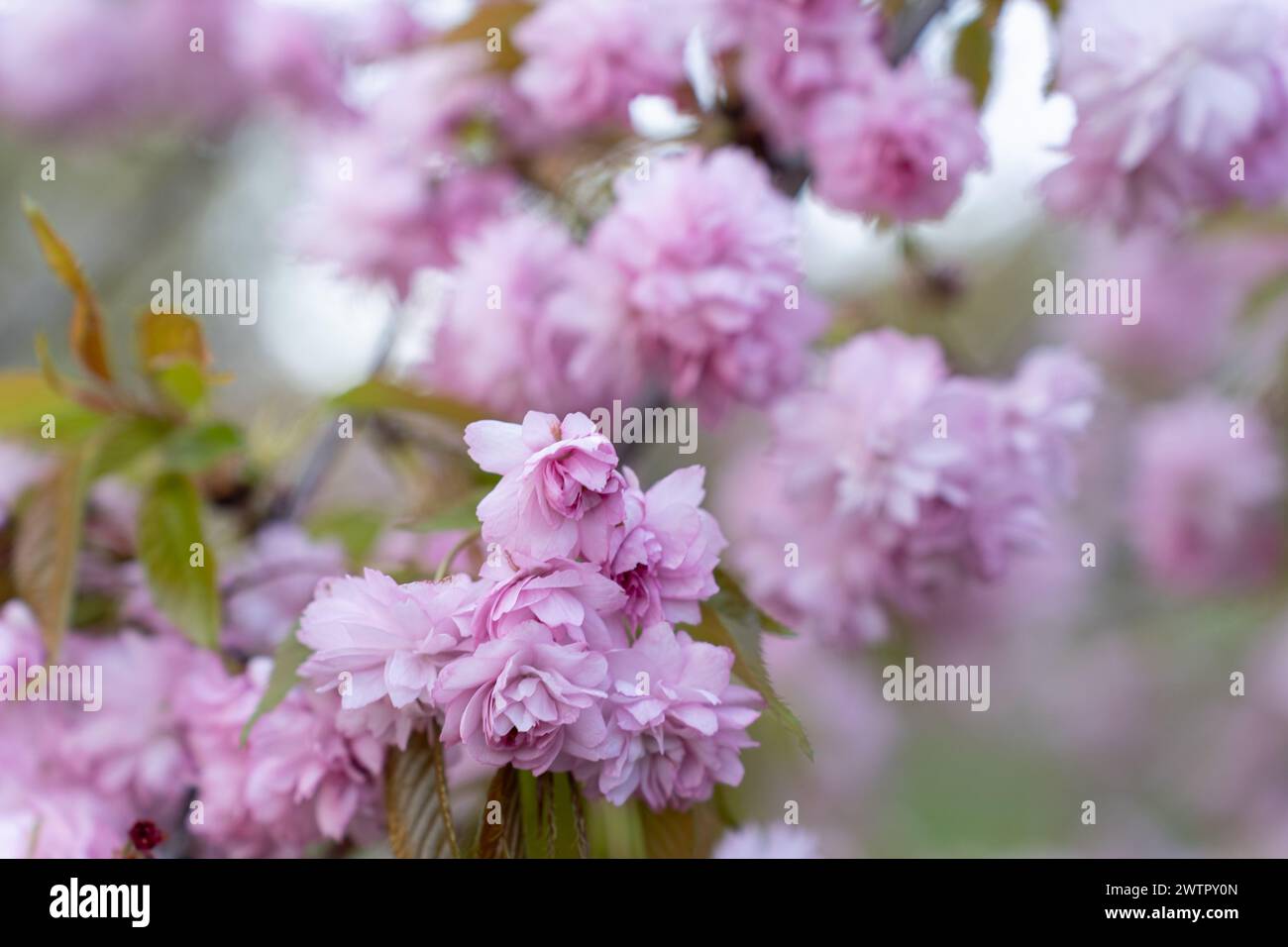 Prunus serrulata Kanzan,. Prunus lannesiana Kanzan, Cerasus Sato-zakura Kwanzan or Sekiyama, Japanese, flowering cherry cultivar with pink flowers on Stock Photo
