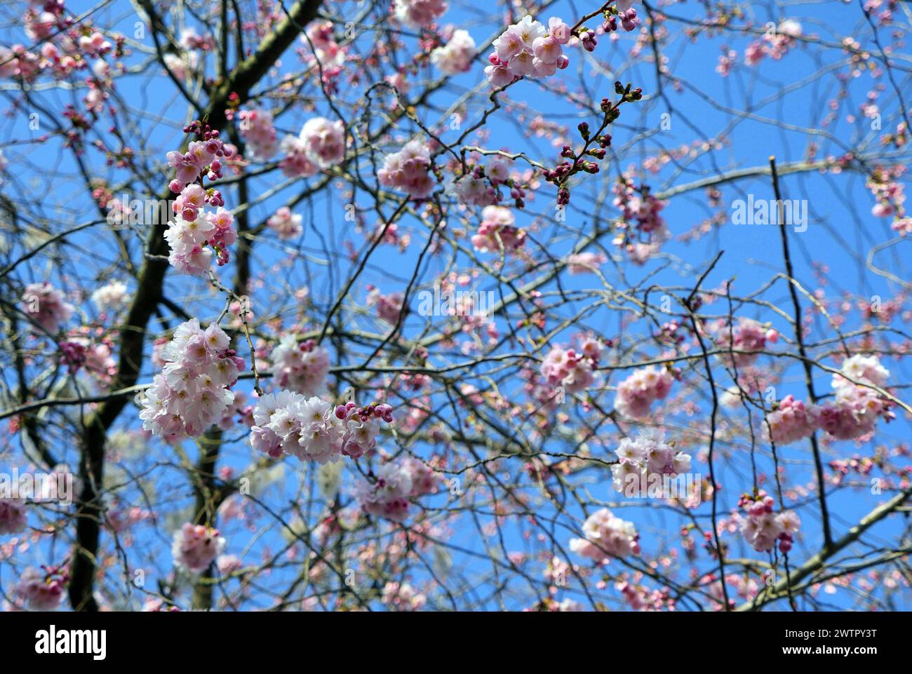 08.03.2024, Berlin - Deutschland. Die ersten Kirschbäume fangen an, zu blühen. *** 08 03 2024, Berlin Germany The first cherry trees start to blossom Stock Photo
