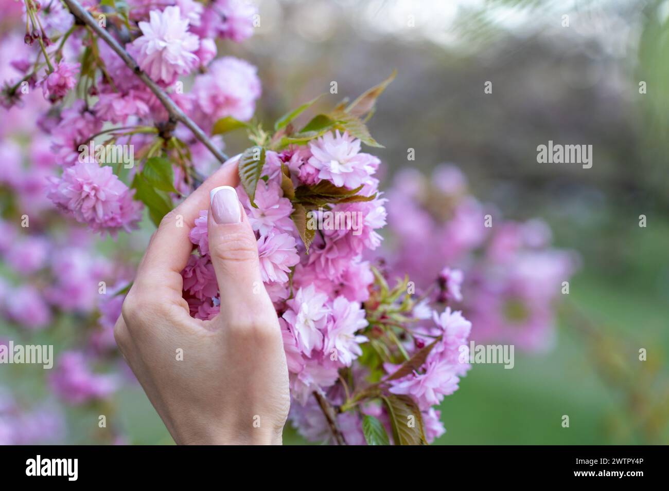 Blooming branch of pink Japanese sakura Prunus Kanzan in female palm in spring Stock Photo