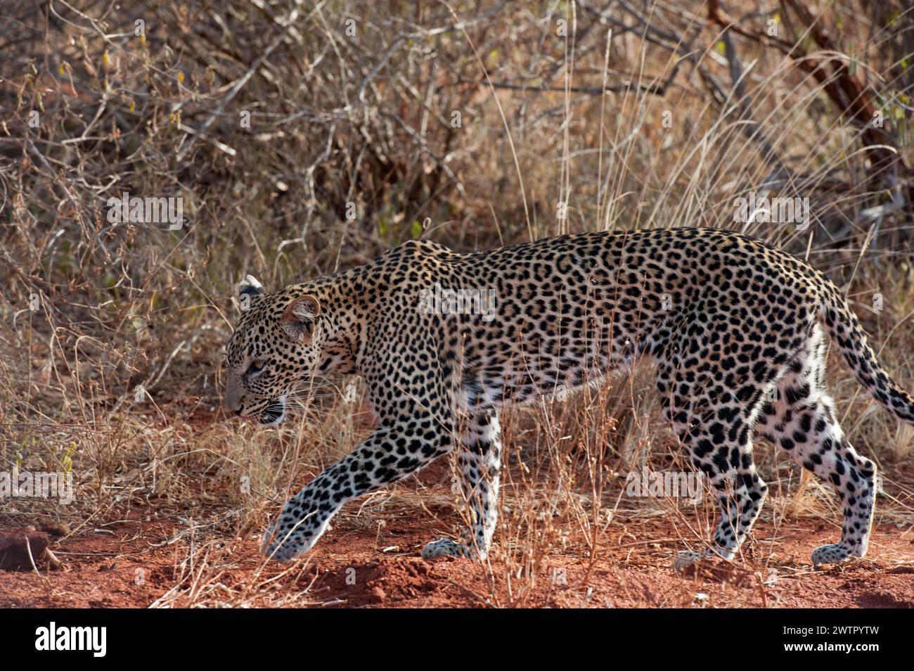 Leopard hunting for prey Stock Photo