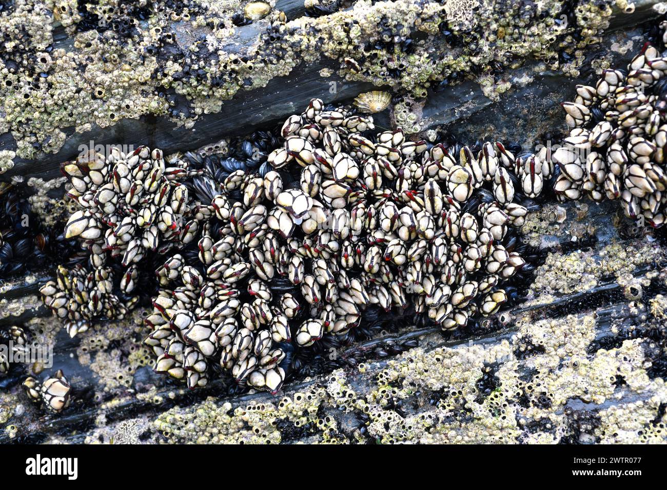Goos neck barnacle (Pollicipes pollicipes or Pollicipes cornucopia) is ...