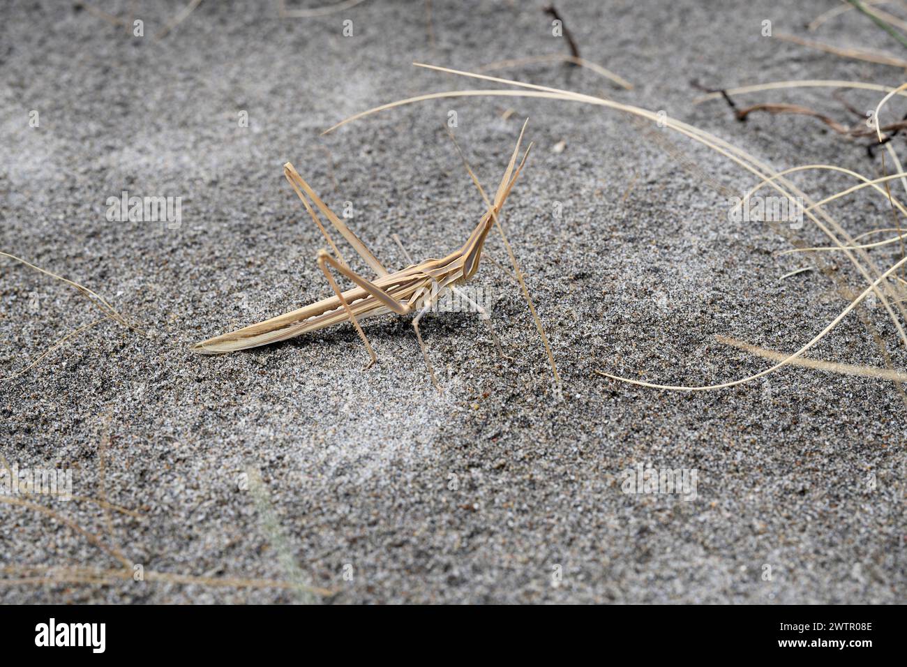 Short-horned grasshopper (Truxalis nasuta) is a insect native to Mediterranean basin. This photo was taken in Cabo de Gata Natural Park, Almeria, Anda Stock Photo