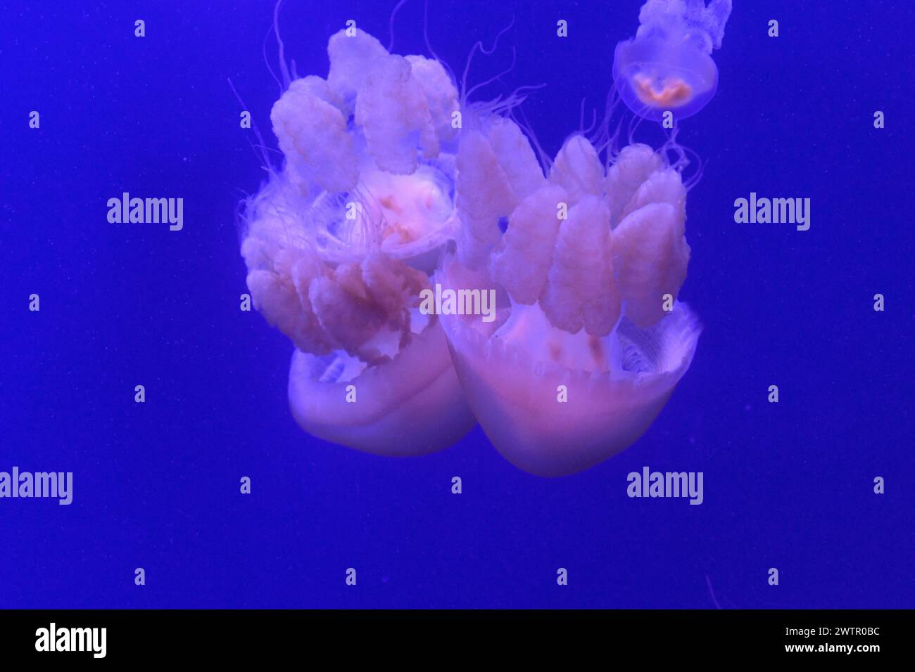 Marbled jelly (Lychnorhiza lucerna) is a jellyfish native to Atlantic coasts of South America, from Guayana to northern Argentina. Stock Photo