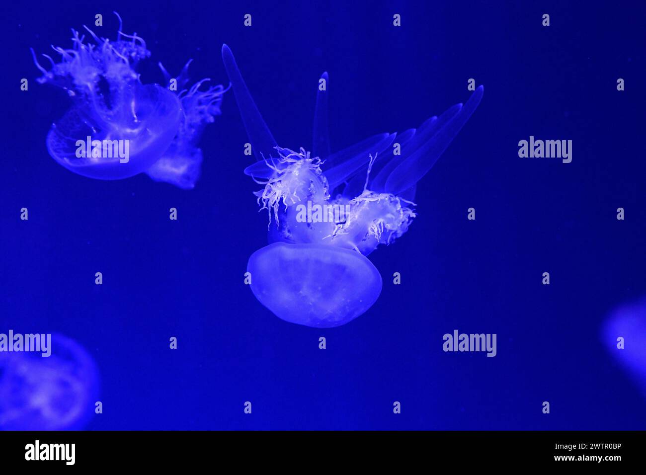 Sand jellyfish (Rhopilema asamushi or Rhopilema esculentum asamushi) is a jellyfish native to temperate waters of Pacific Ocean. Stock Photo