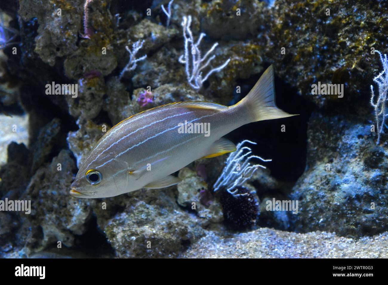 African striped grunt (Parapristipoma octolineatum) is a marine fish native to Atlantic coast of Africa, from Morocco to Angola. Stock Photo