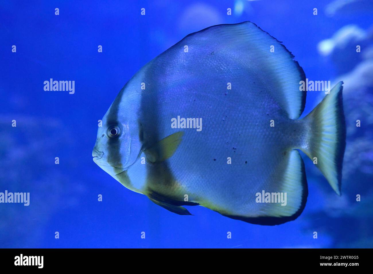 Fish of the indo pacific hi-res stock photography and images - Alamy