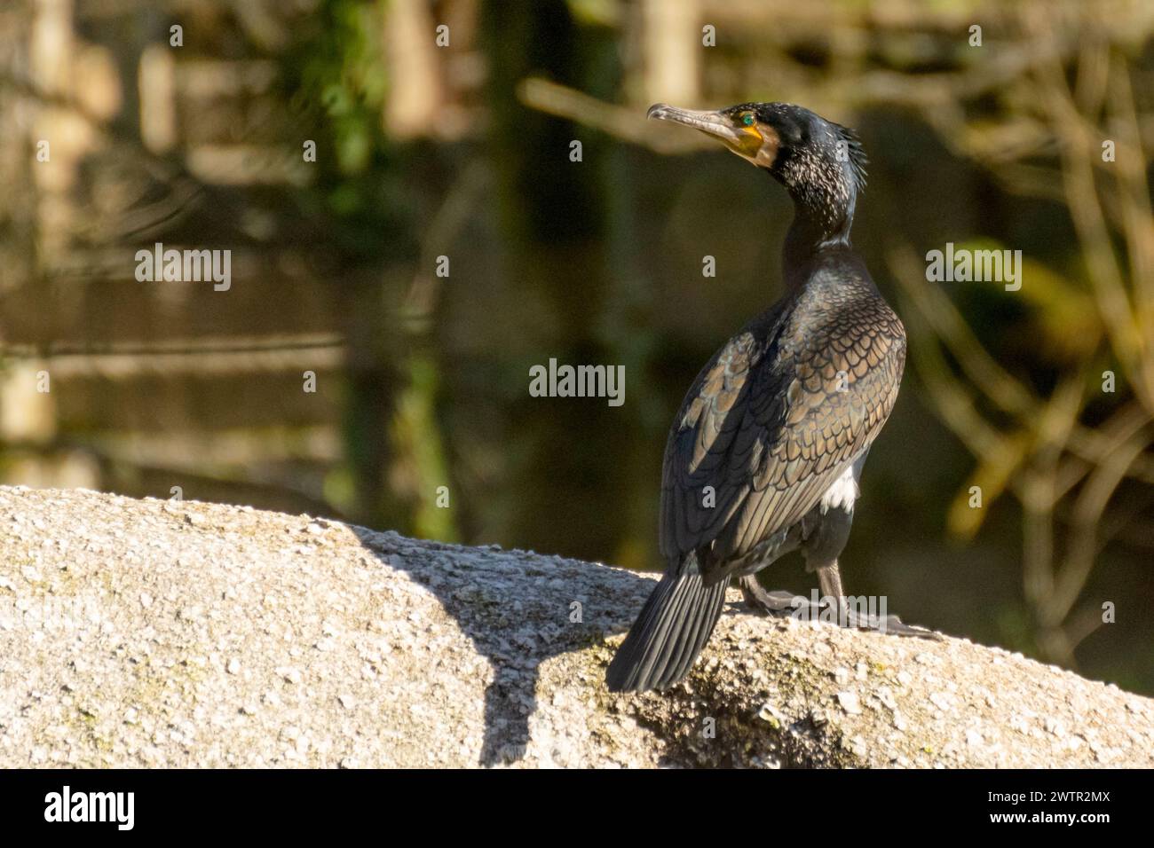 A black bird with a yellow beak stands on a rock. The bird is looking ...