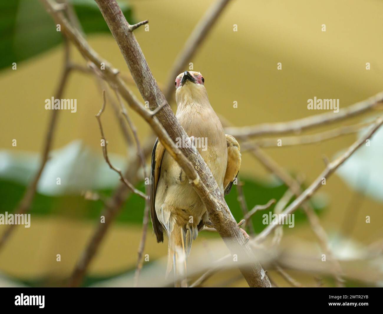 A blue naped Mousebird sitting on a branch in a zoo Austria Stock Photo