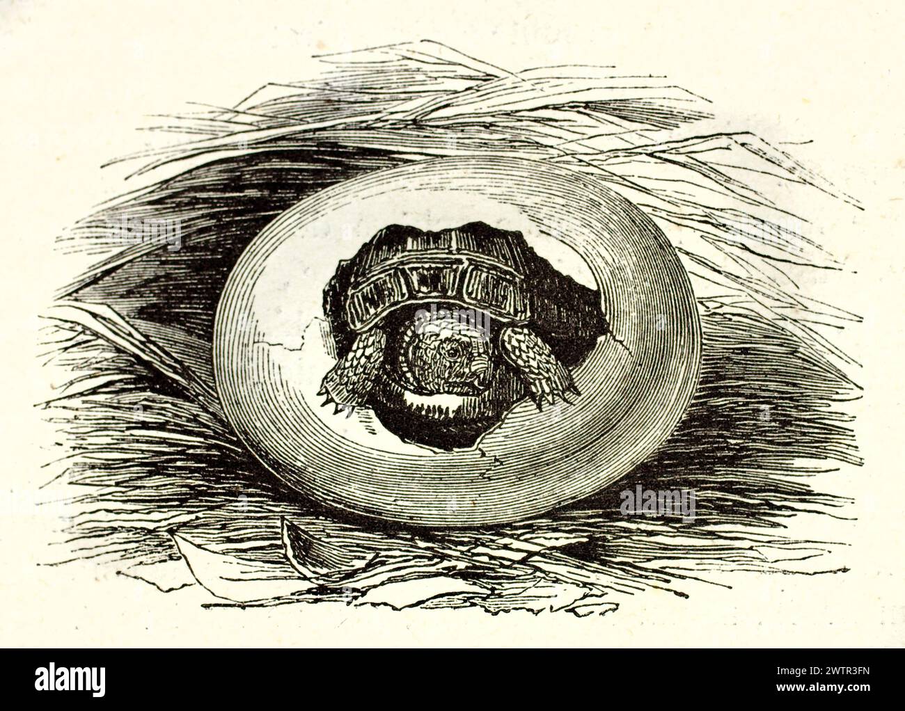 Old engraved illustration of baby turtle hatching. By unknown author, published on Magasin Pittoresque, Paris, 1852. Stock Photo