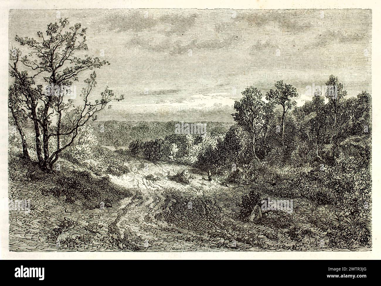 Engraved panoramic view of the forest of Fontainebleau