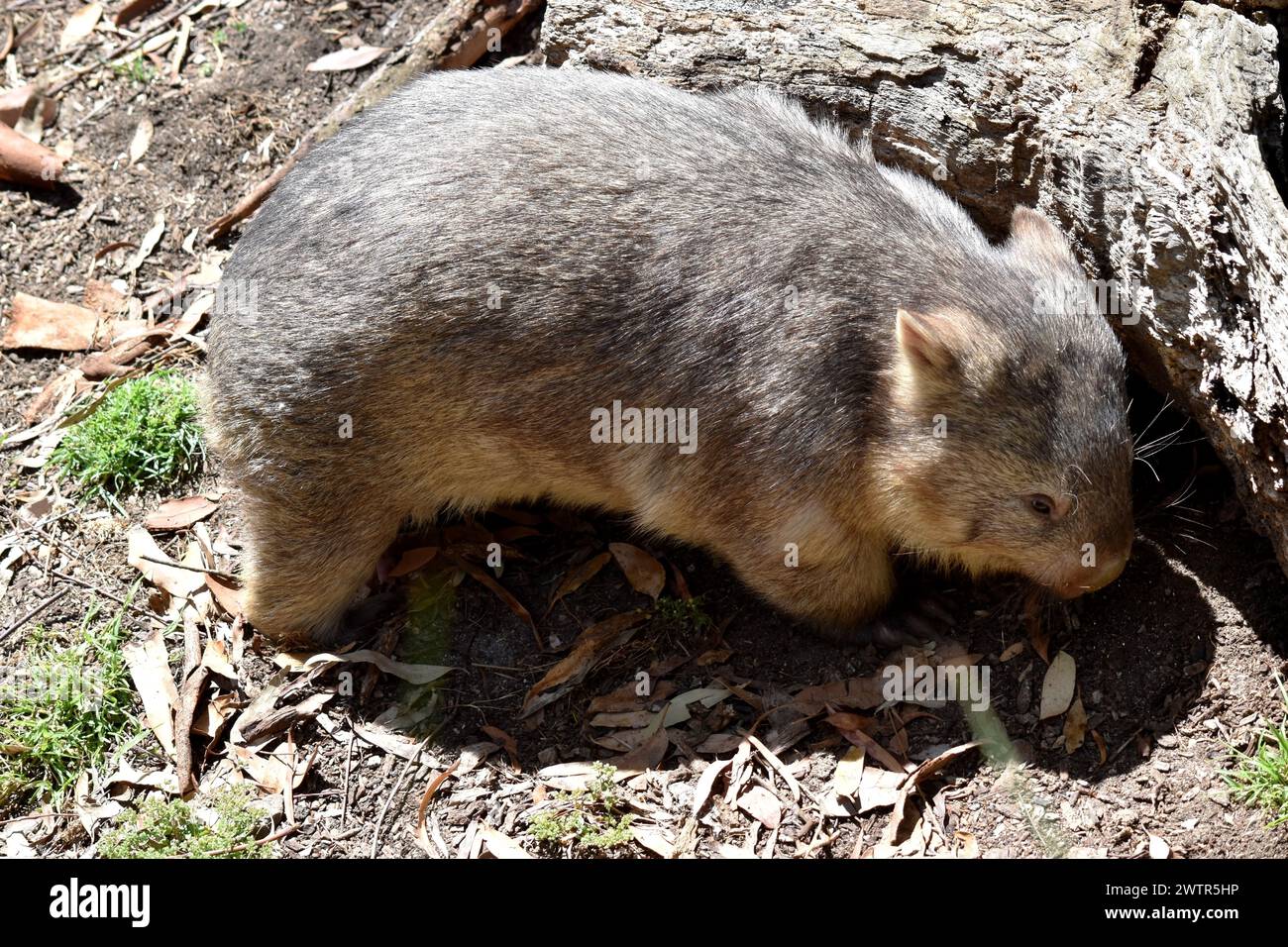 The Common Wombat has a large nose which is shiny black, much like that of a dog. The ears are relatively small, triangular, and slightly rounded Stock Photo
