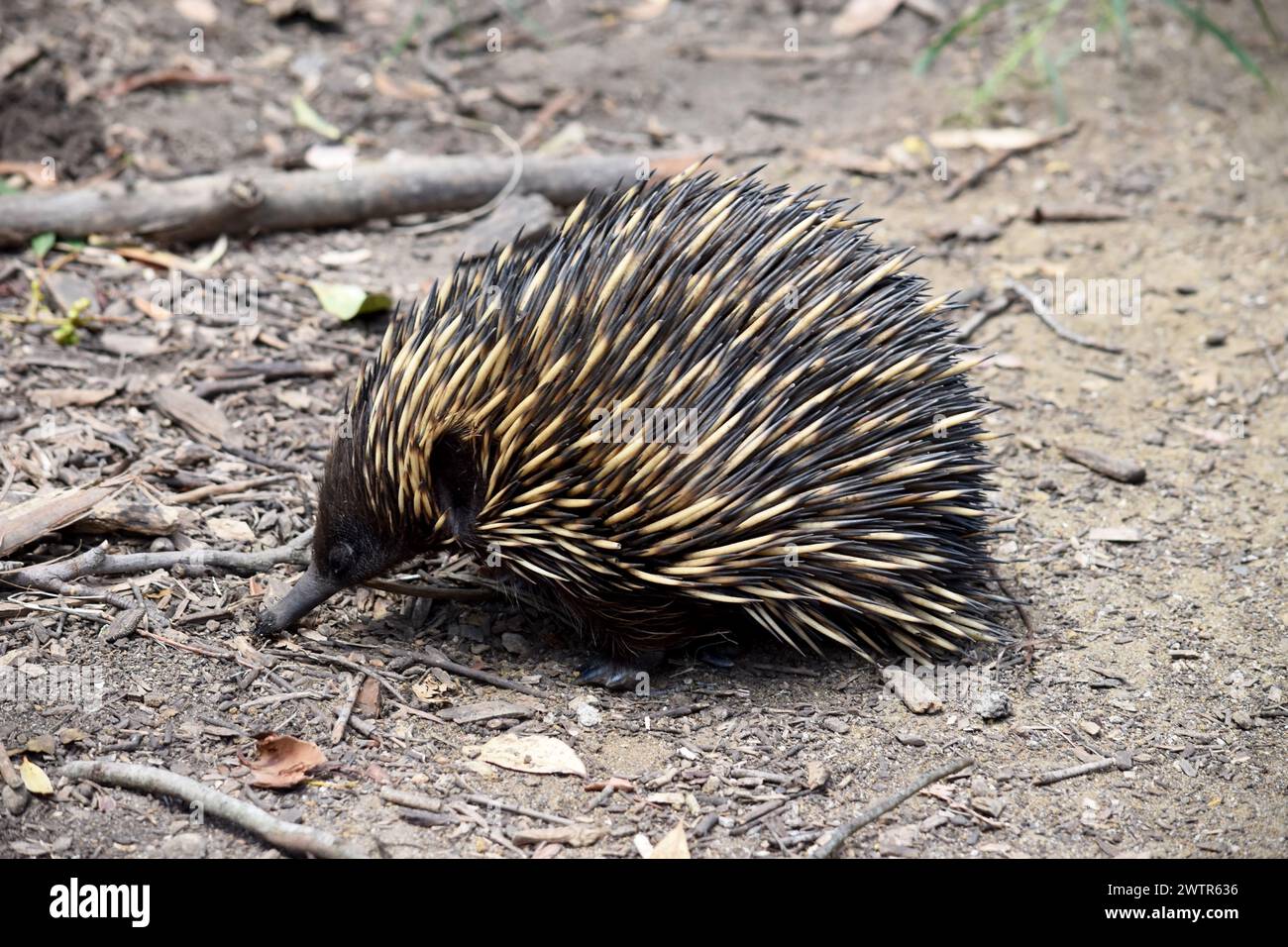 the short nosed has strong-clawed feet and spines on the upper part of ...