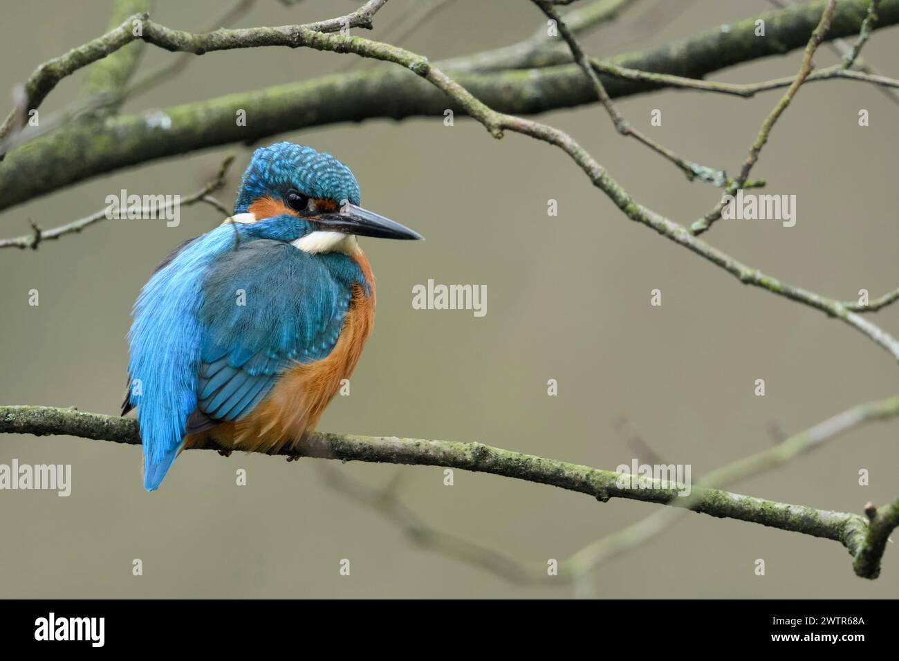 Eurasian Kingfisher ( Alcedo atthis ), male, perched in a tree, on a natural branch in the shrubbery, natural setting, watching around, wildlife, Euro Stock Photo