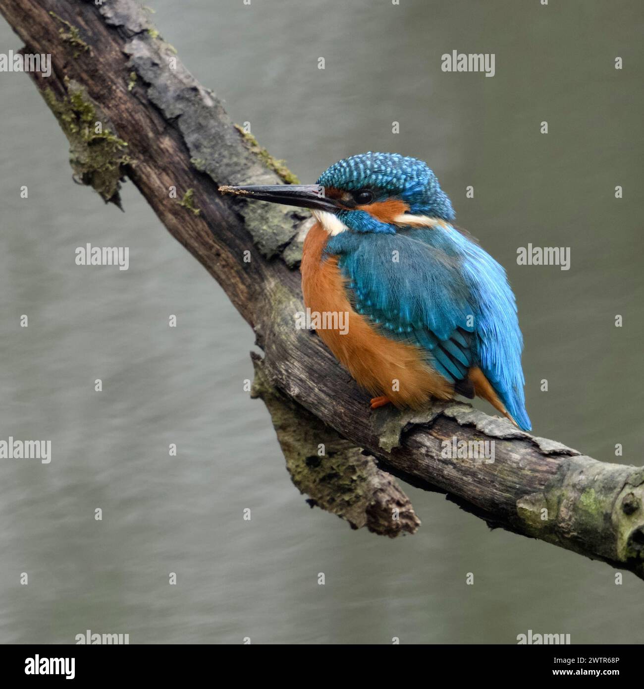 Kingfisher ( Alcedo atthis ) adult male with dirty beak, resting after digging its nest hole, excavating burrow, resting, perched on a branch close ab Stock Photo