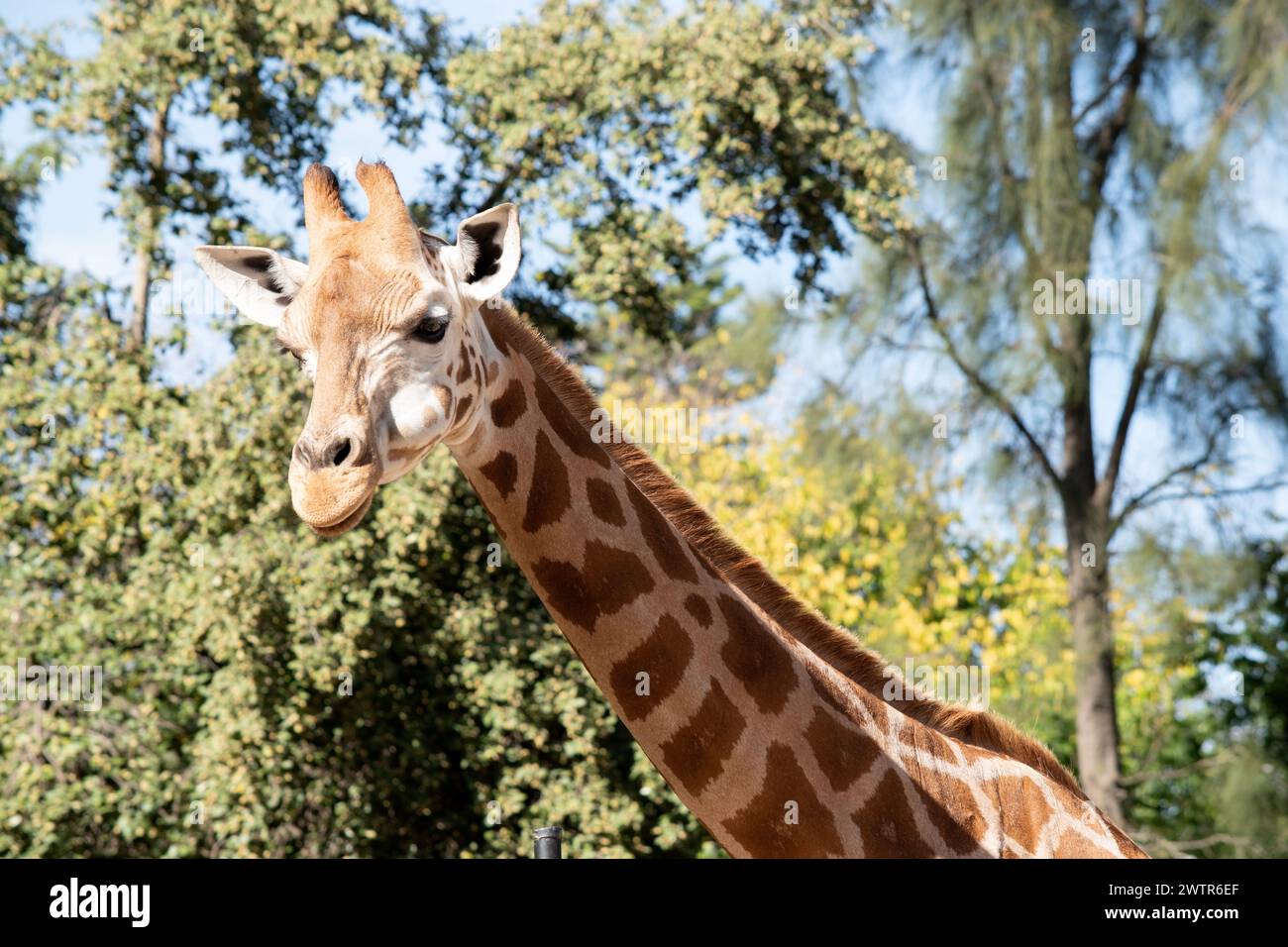 The giraffe is the tallest of all mammals. The legs and neck are extremely long. The giraffe has a short body, a tufted tail, a short mane, and short Stock Photo