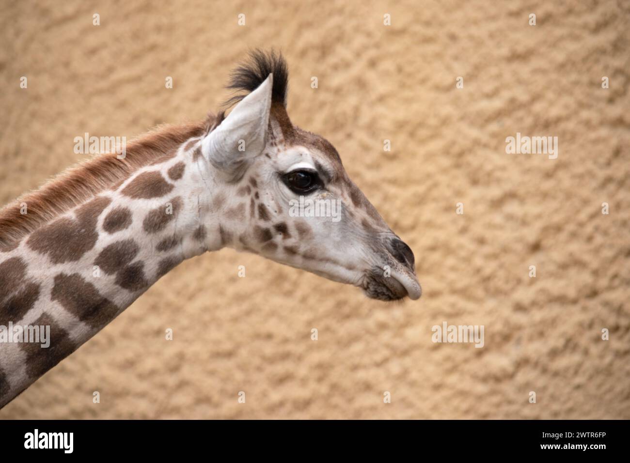 The giraffe is the tallest of all mammals. The legs and neck are extremely long. The giraffe has a short body, a tufted tail, a short mane, and short Stock Photo