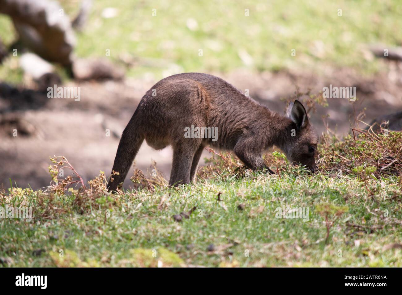 the kangaroo-Island Kangaroo joey has a brown body with a white under belly. They also have black feet and paws Stock Photo