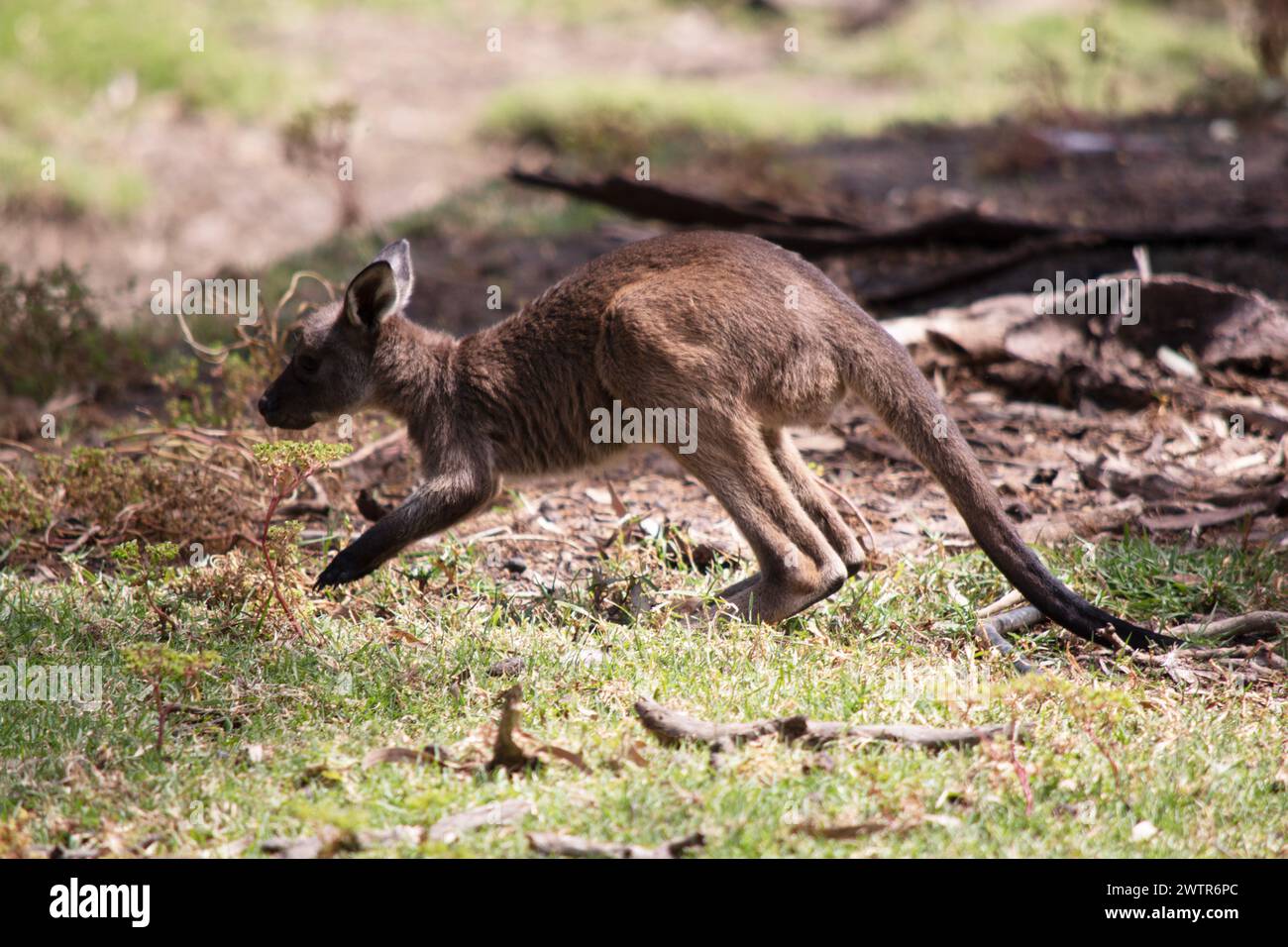 the kangaroo-Island Kangaroo joey has a brown body with a white under belly. They also have black feet and paws Stock Photo