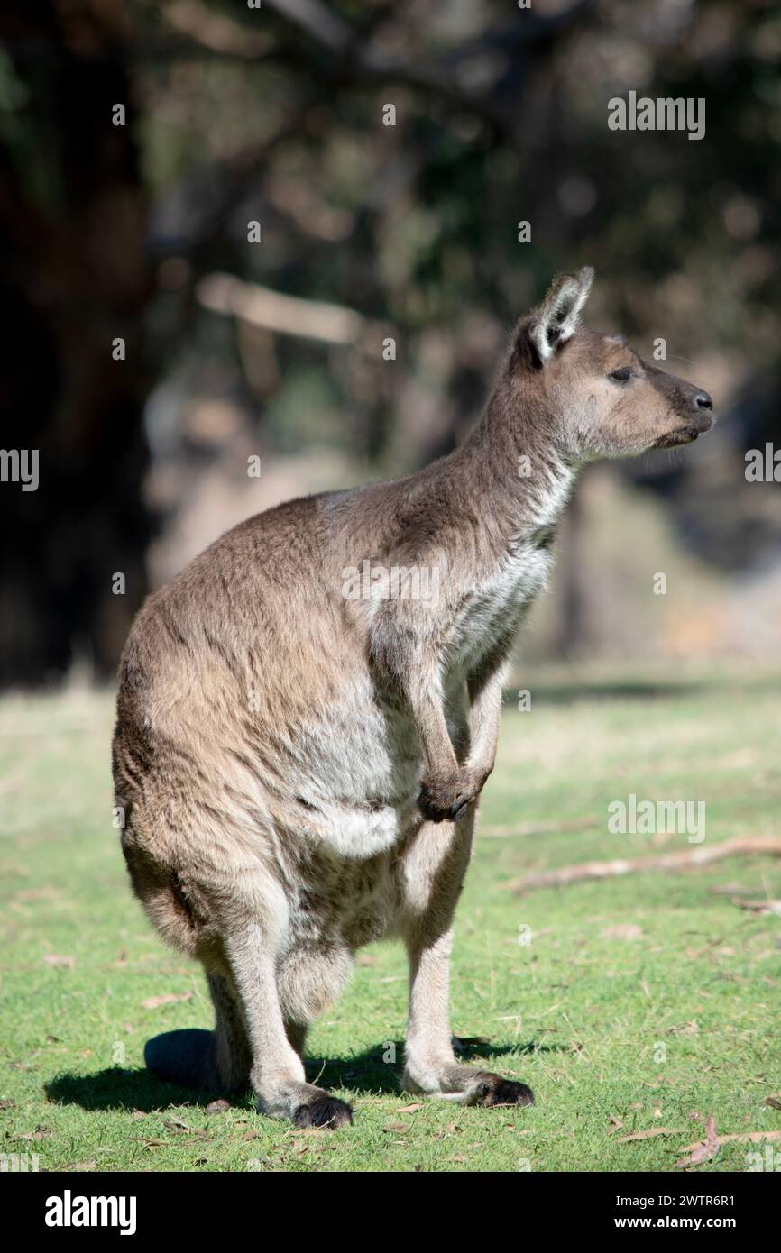 the kangaroo-Island Kangaroo has a brown body with a white under belly. They also have black feet and paws Stock Photo