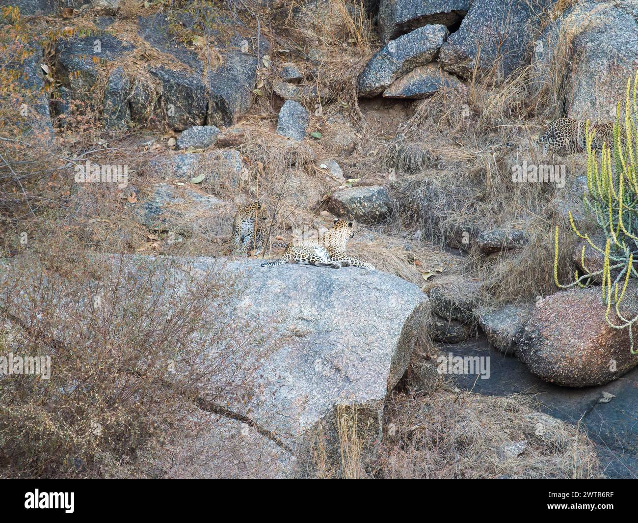 They get hidden so well within the hilly terrain and sparse fauna.   INDIA CAN YOU spot the elusive leopards spotted by a British photographer hiding Stock Photo