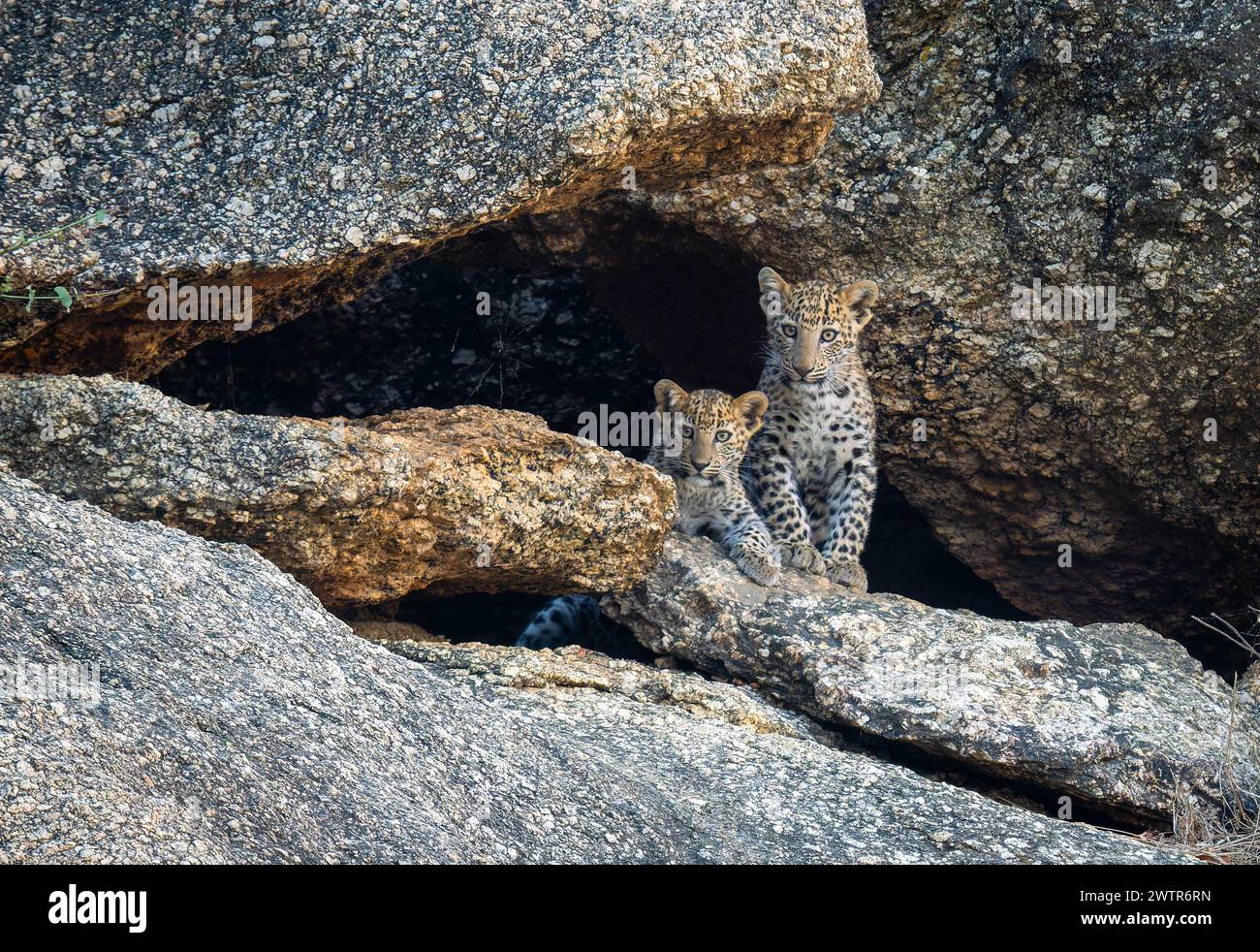 Two cute leopard cubs peeking out of their cave.    INDIA CAN YOU spot the elusive leopards spotted by a British photographer hiding in plain sight in Stock Photo