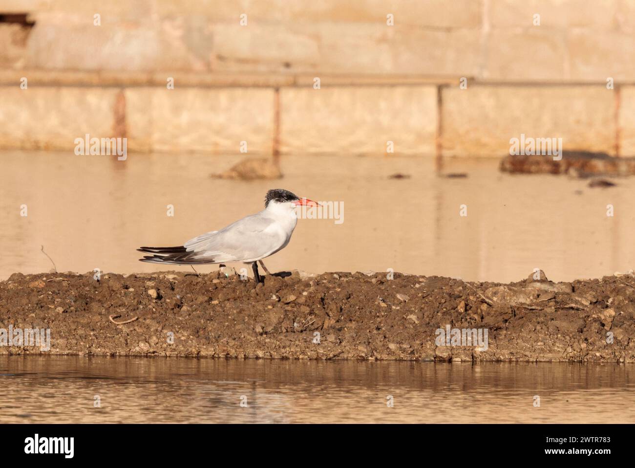 An adult Caspian tern on autumn migration, resting on the dividing wall of a Salt-pan. Malta. Stock Photo
