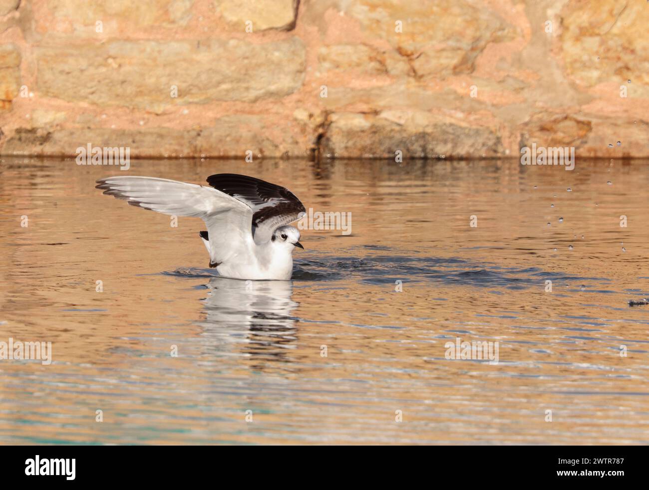A juvenile Little gull Hydrocoloeus minutus, just landed, wings still open, swimming in sea water in the morning, Malta Stock Photo