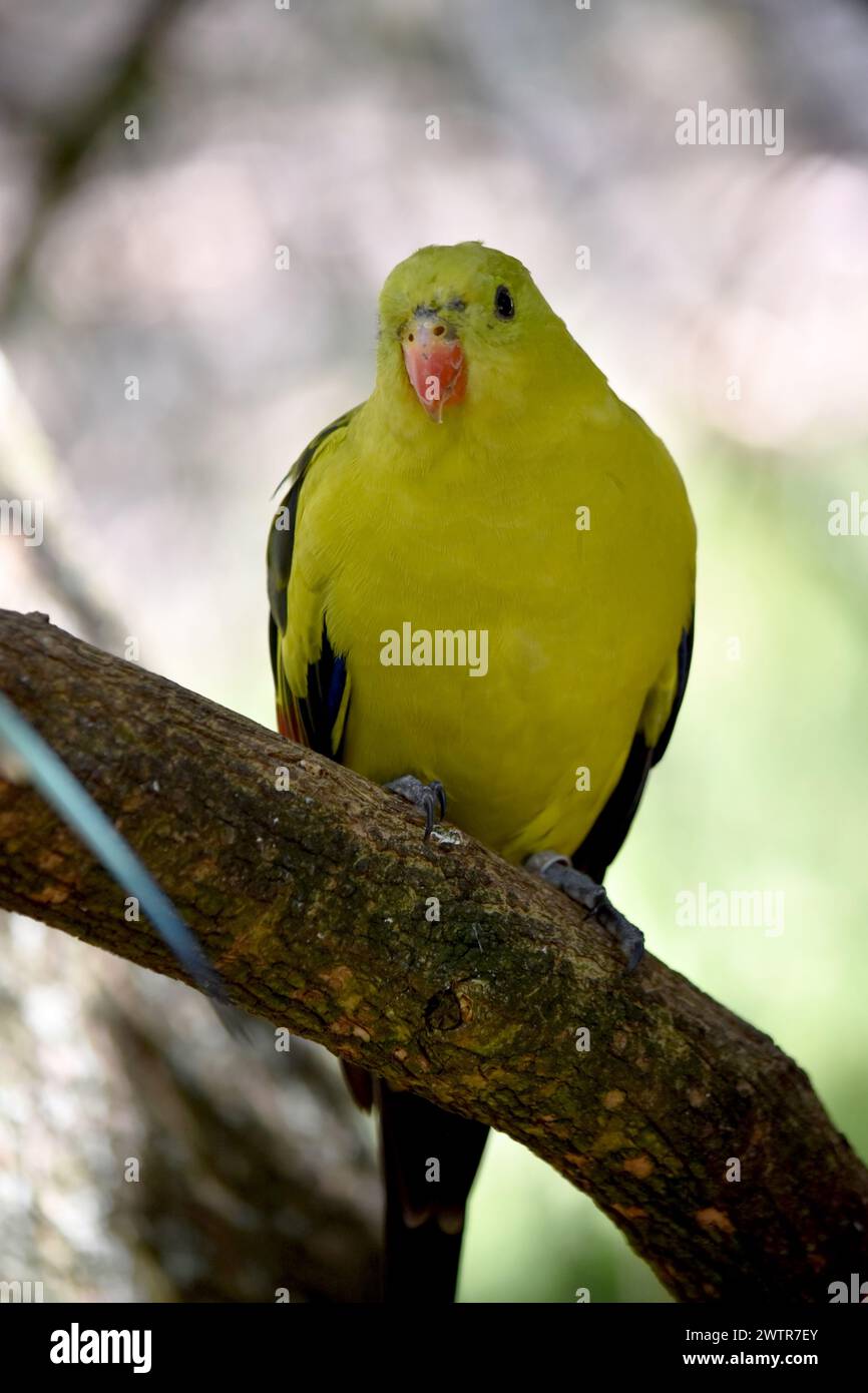 The male Regent Parrot has a general yellow appearance with the tail and outer edges of the wings being dark blue-black. Stock Photo
