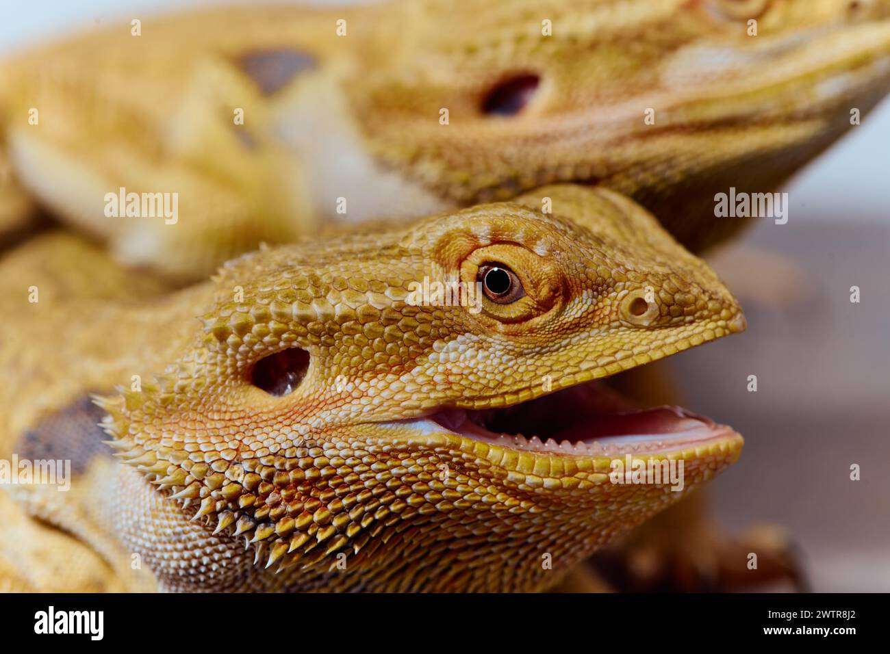 Bearded Dragons A CloseUp Look at This Amazing Lizards Stock