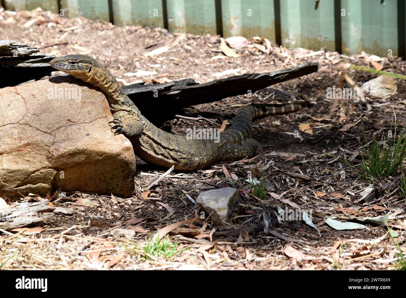 Rosenberg's monitor lizards have elongated head and neck, a relatively