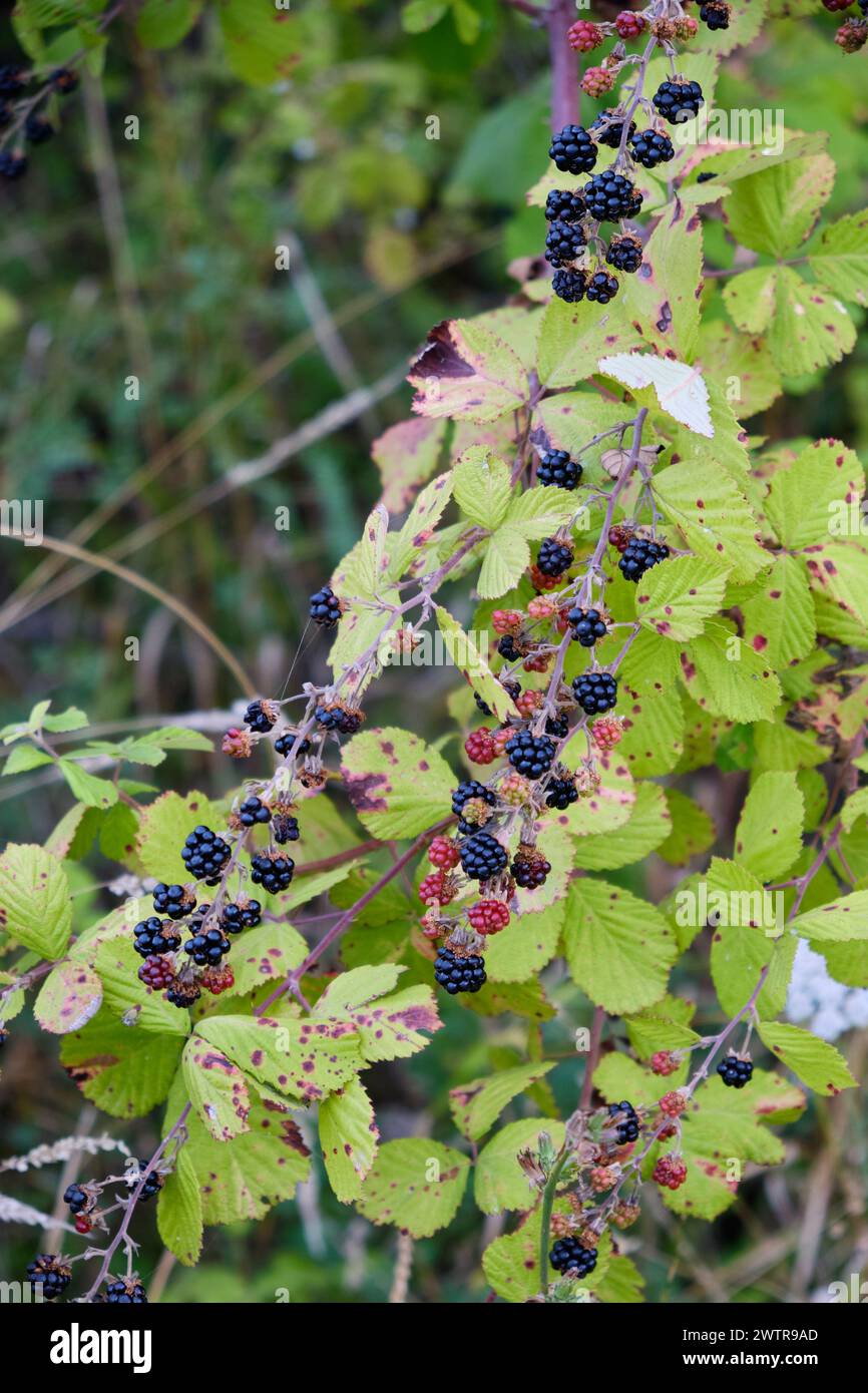 Wild ripe blackberries on a branch. Stock Photo