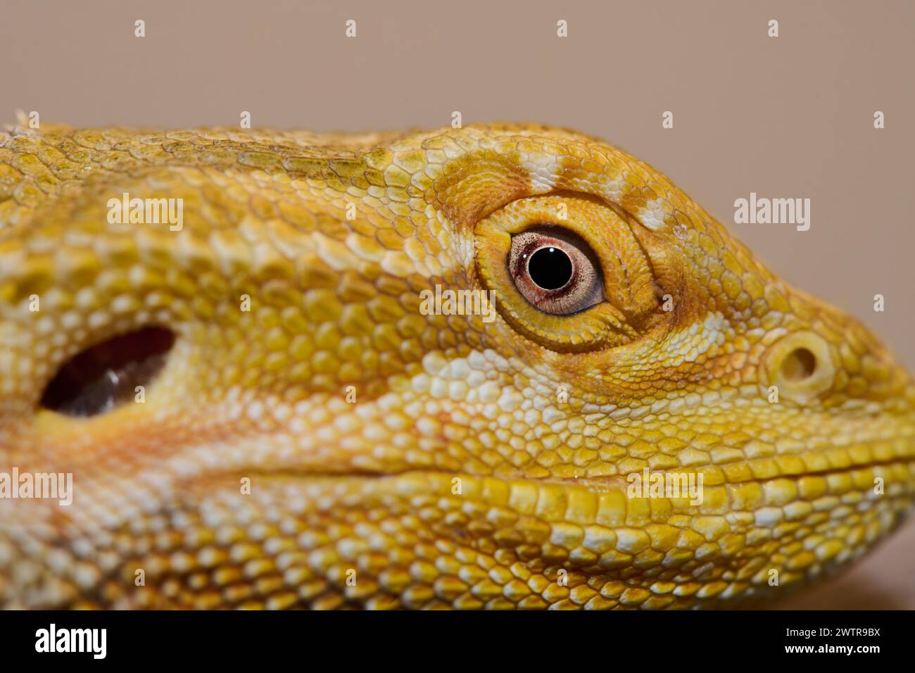 Bearded Dragon: A Close-Up Look at This Amazing Lizard Stock Photo