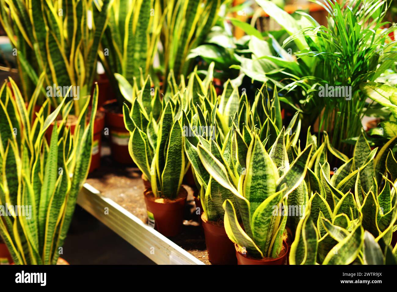 Green plants in clay pots hi-res stock photography and images - Alamy