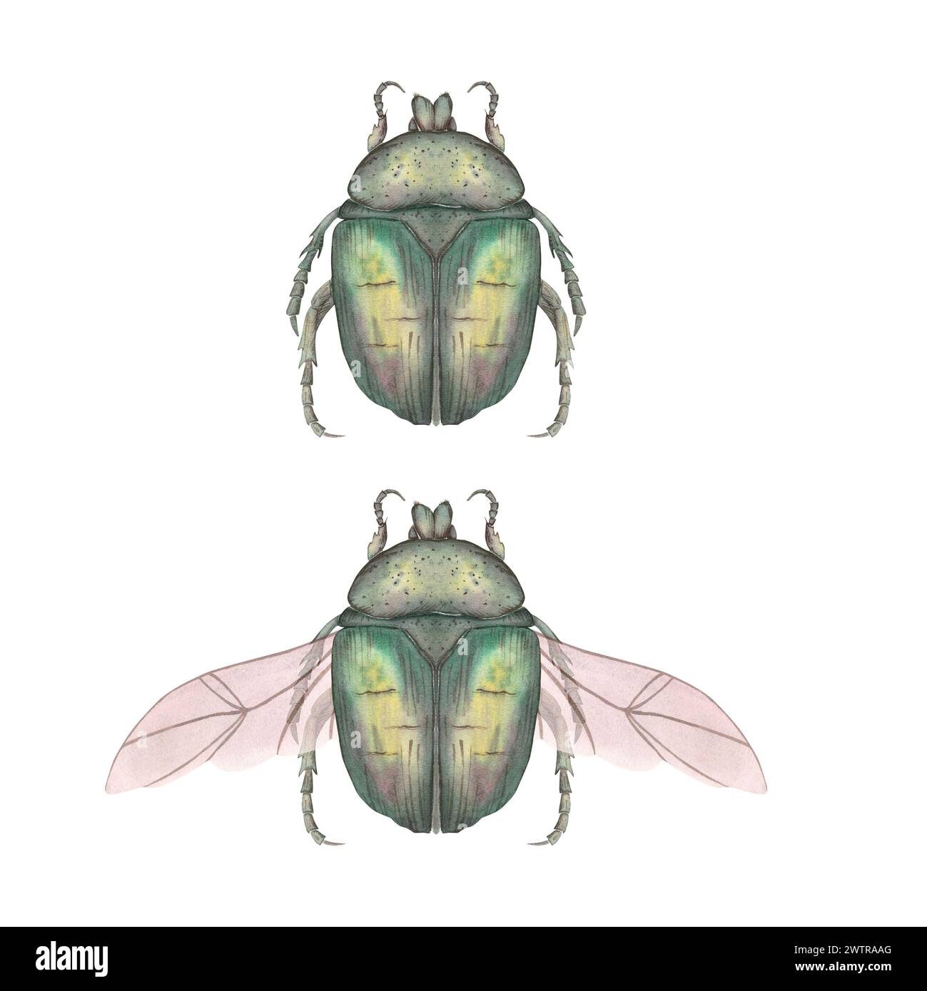 Bronzing Insects A green bronze beetle hand-painted in watercolor, isolated on a white ...