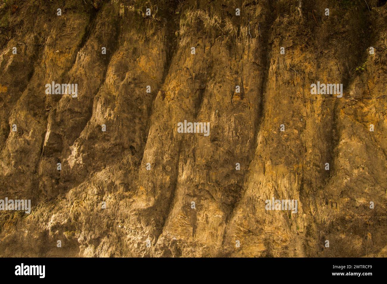 Close up view of a sand bank in a chesnut forest where the high content on clay is visible. Pujerra, Malaga province, Andalucia, Spain. Stock Photo