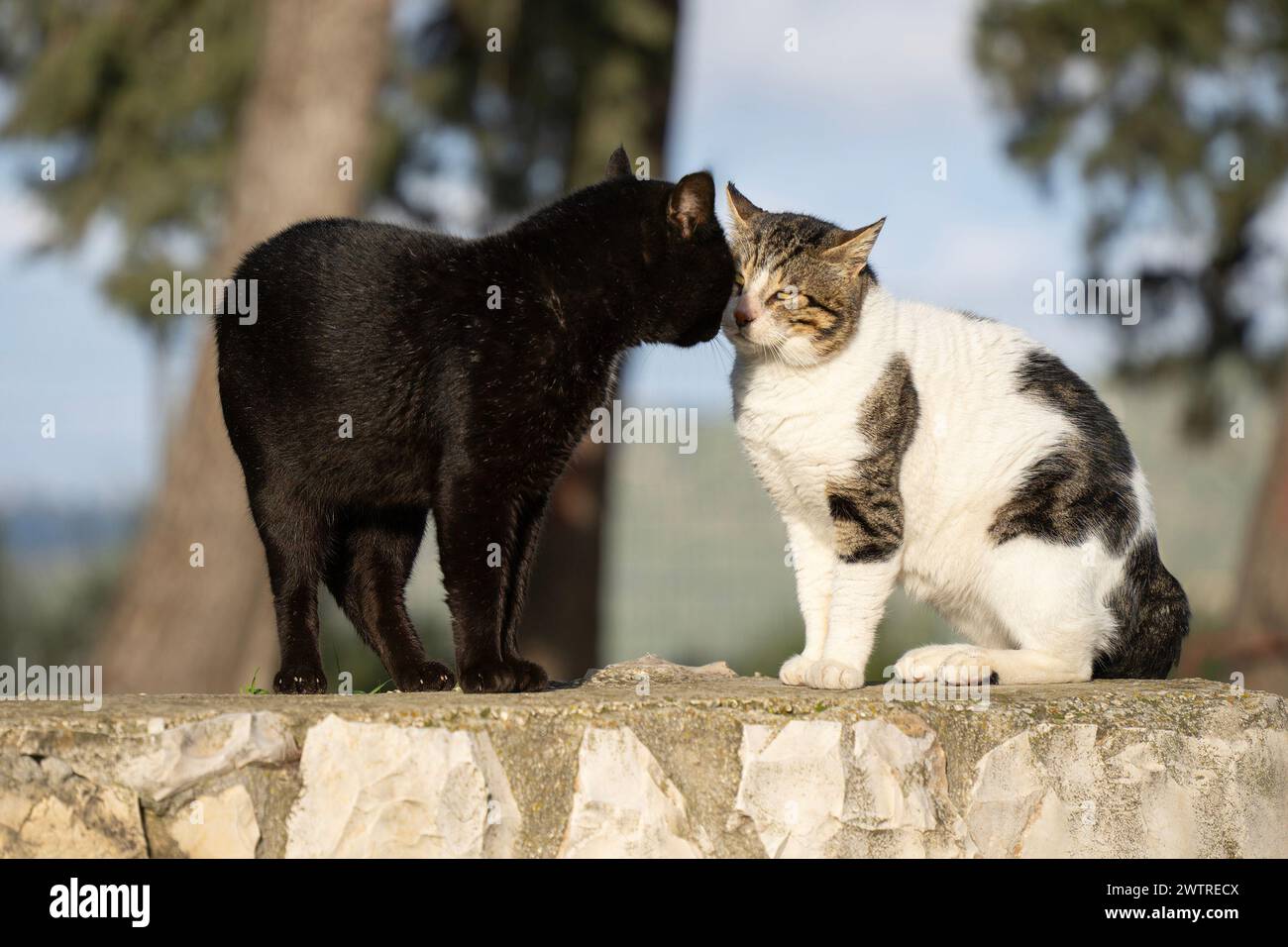 Shop male cats on Sale