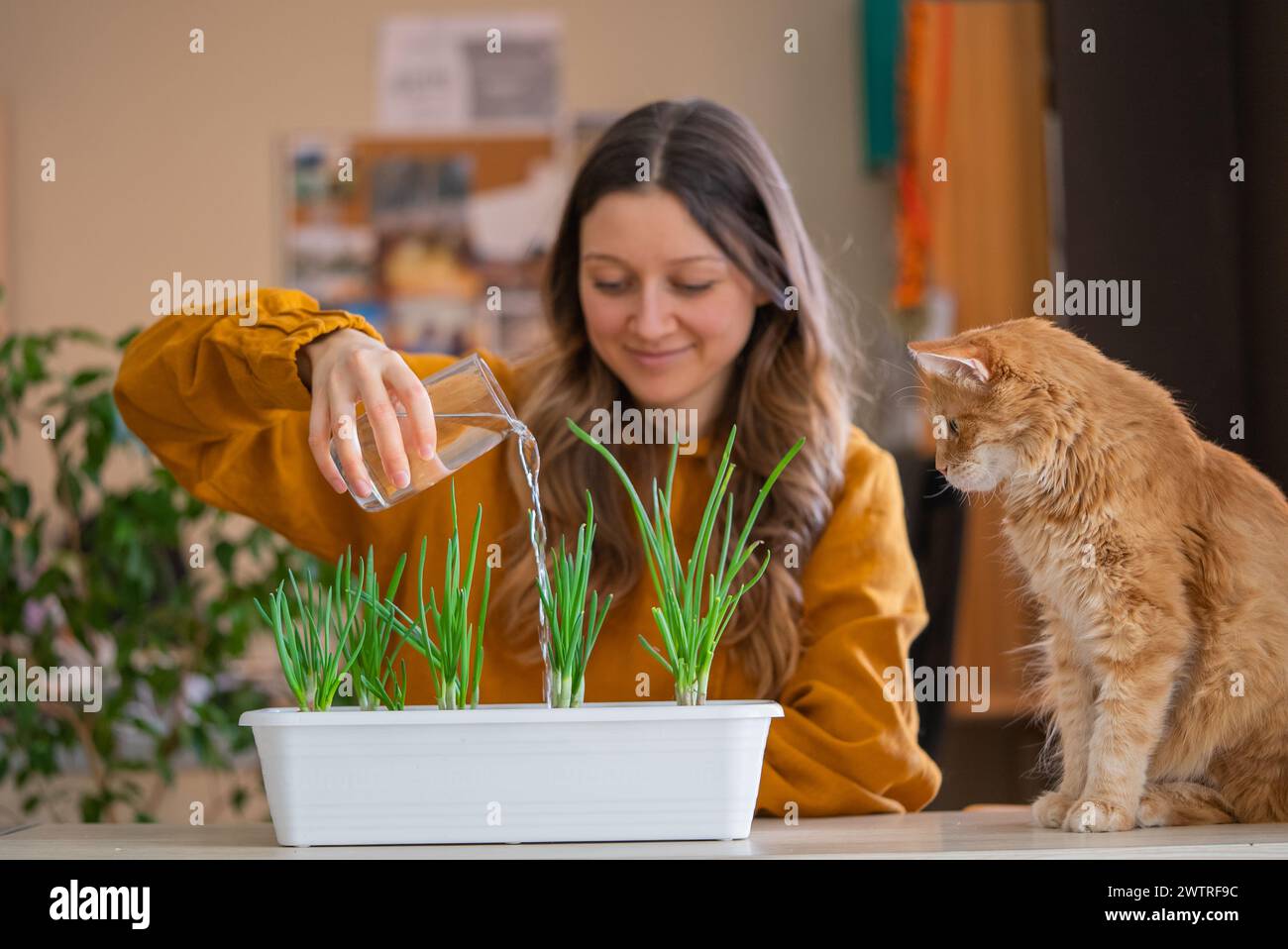 A smiling woman in a mustard sweater waters green onion sprouts in a planter while a curious ginger cat watches, a moment of home gardening bliss Stock Photo