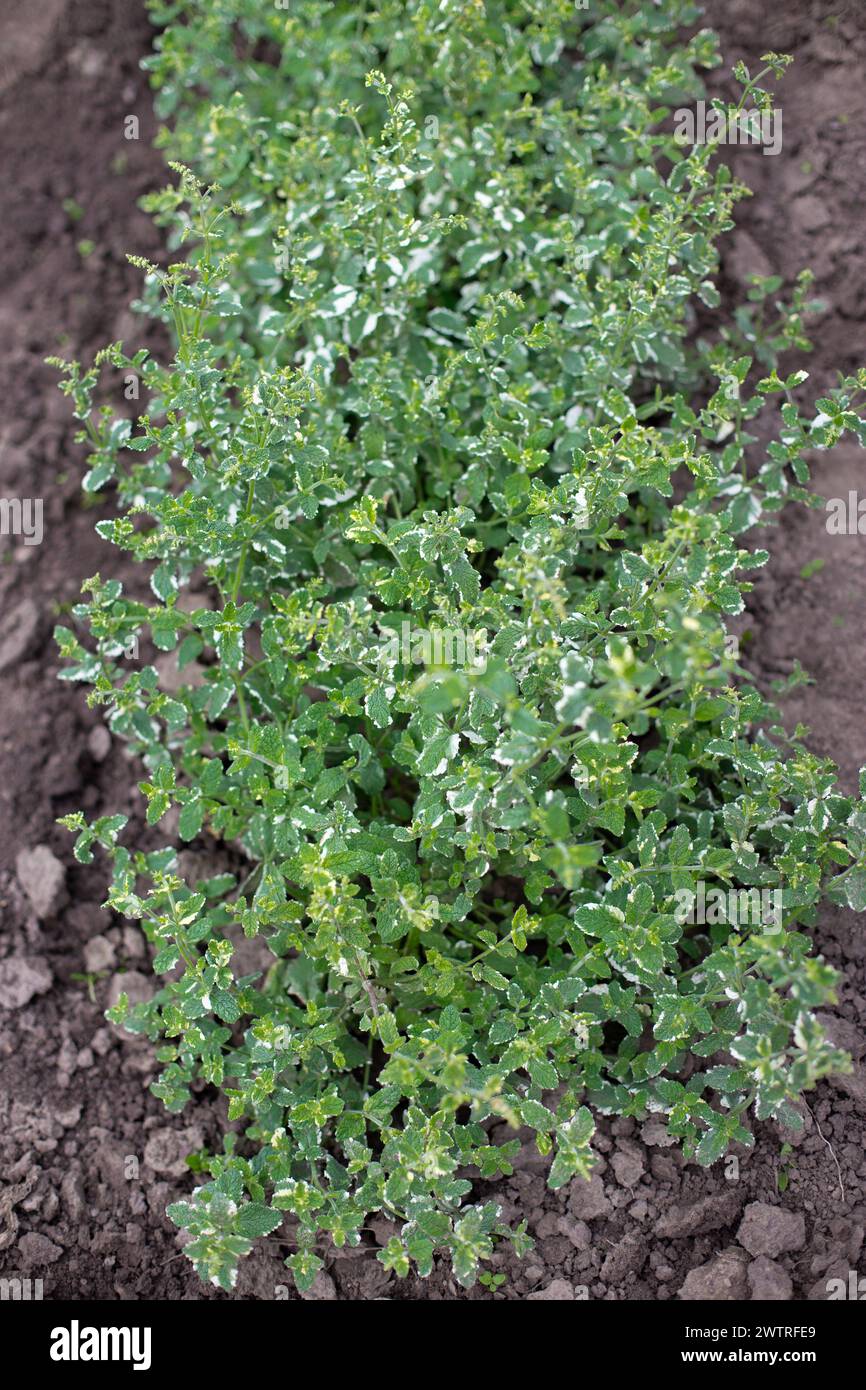 Pineapple mint bush with ornamental variegated green and white leaves in the garden, aromatic fresh organic mint outdoors. Mentha suaveolens Variegata. Stock Photo