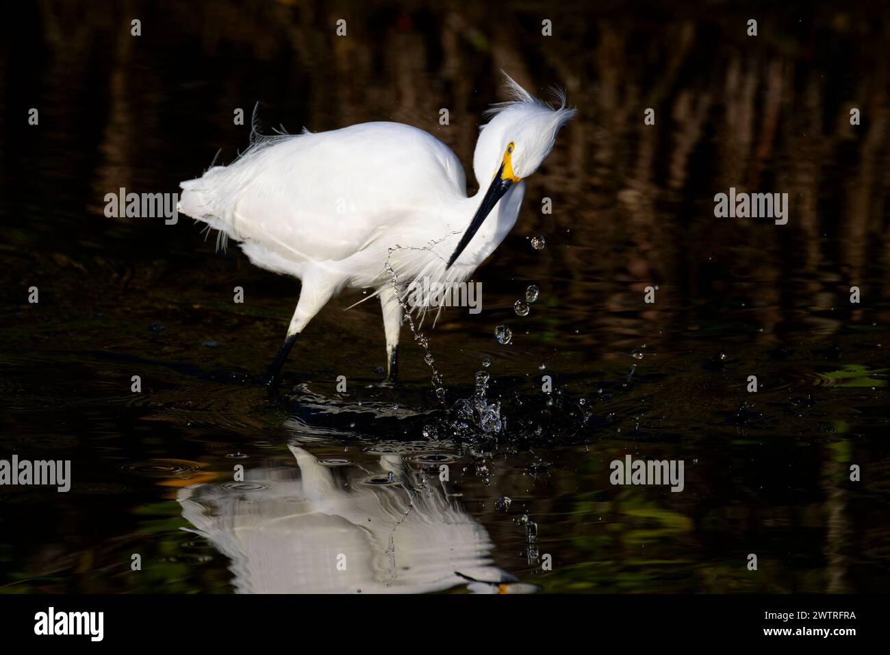 Snowy egret (Egretta thula) fishing with breeding plumage at mangrove ...