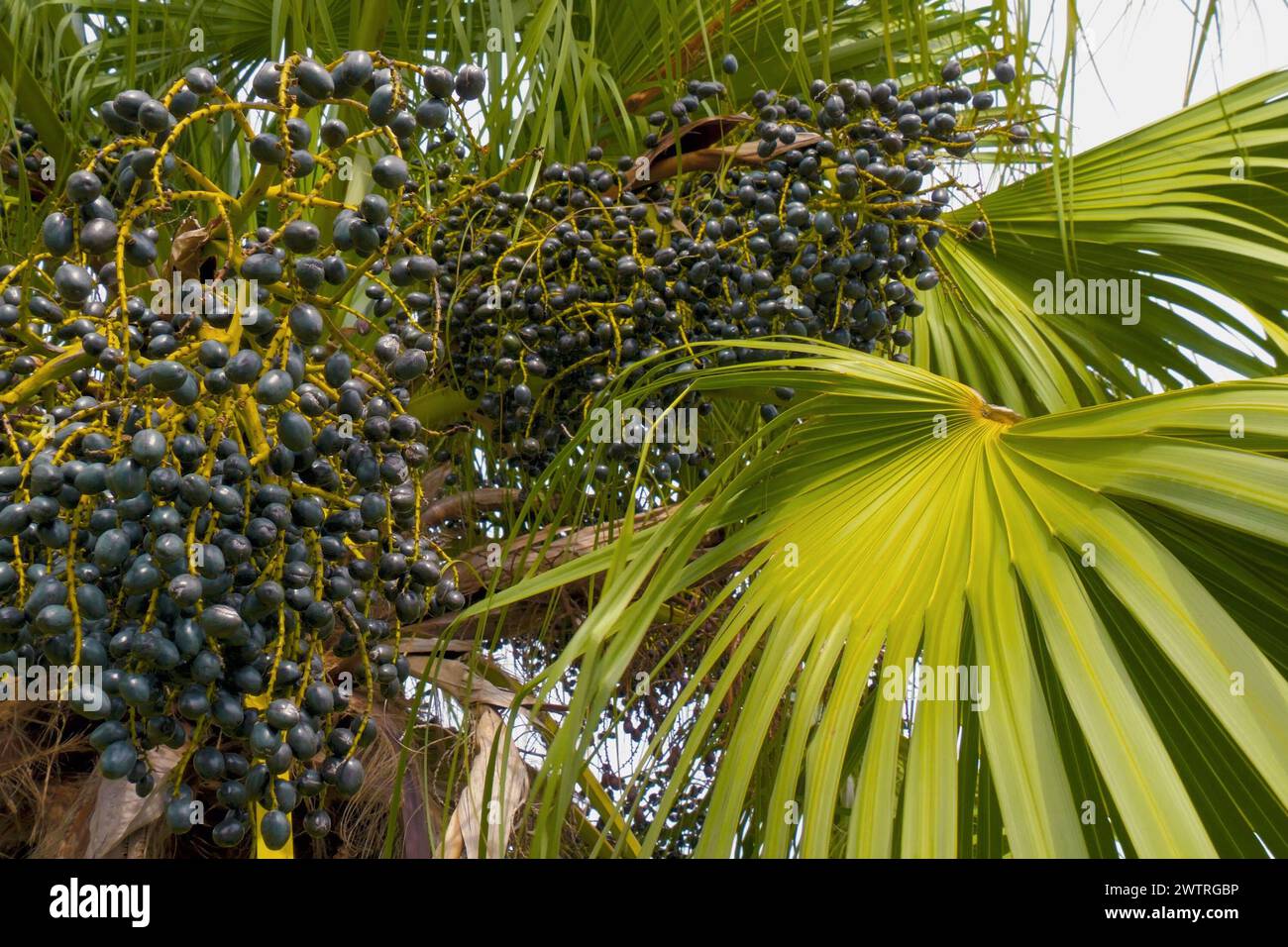 Close up of oval shape dark blue fruits on tree called livistona chinensis. Chinese fan palm with berry fruit sways on wind, closeup. Fruits of a palm tree, specie Livistona benthamii, bottoml view. Stock Photo