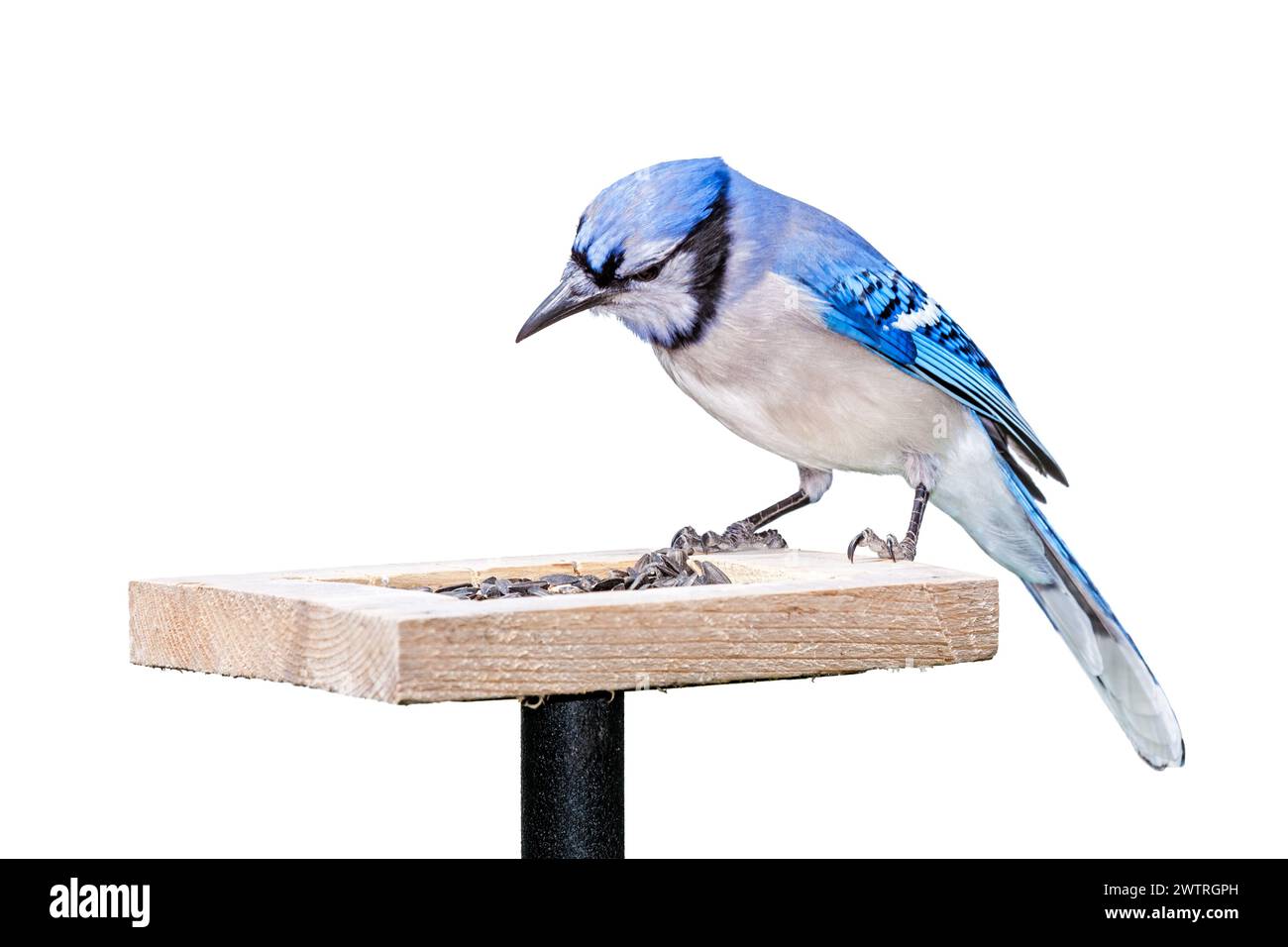A bluejay sits on top of a sunflower seed feeder. White background. Stock Photo