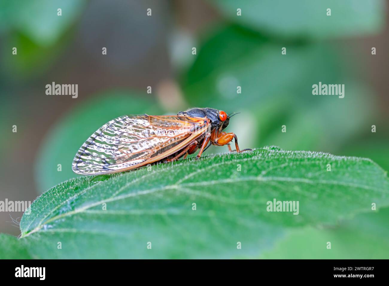 A recently emerged cicada stands on a  green lleaf Stock Photo