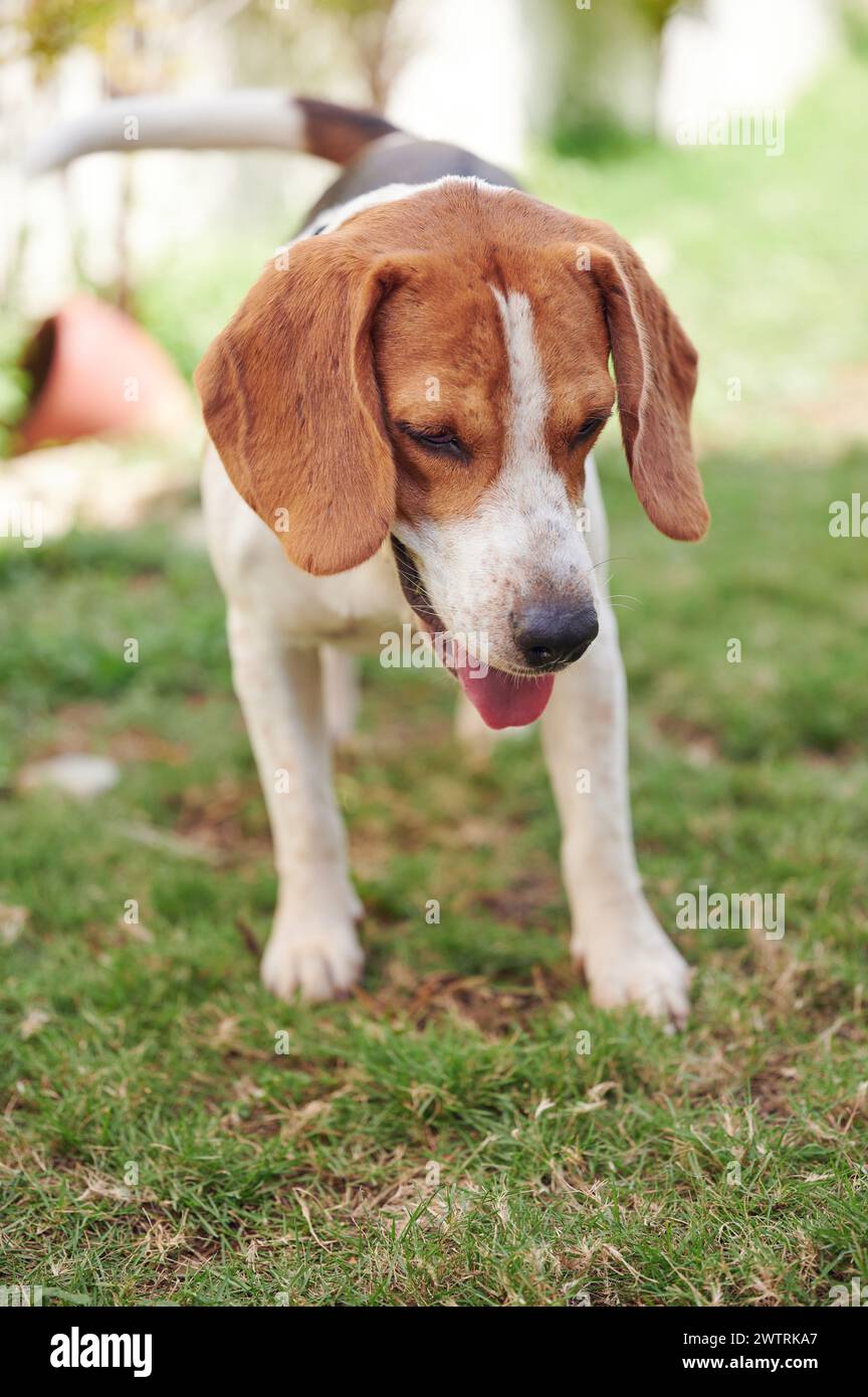 Curious beagle dog on green grass meadow Stock Photo - Alamy