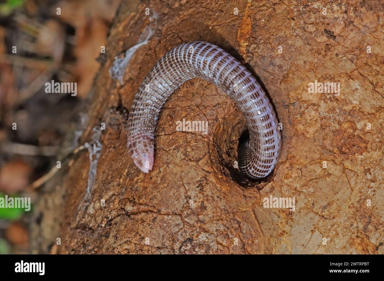 European blind snake in its natural habitat. Xerotyphlops vermicularis. Stock Photo